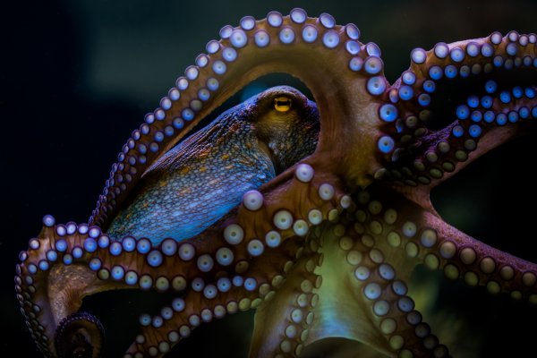 Kraken tor link