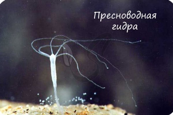 Kra39.cc Вход на сайт главная страница